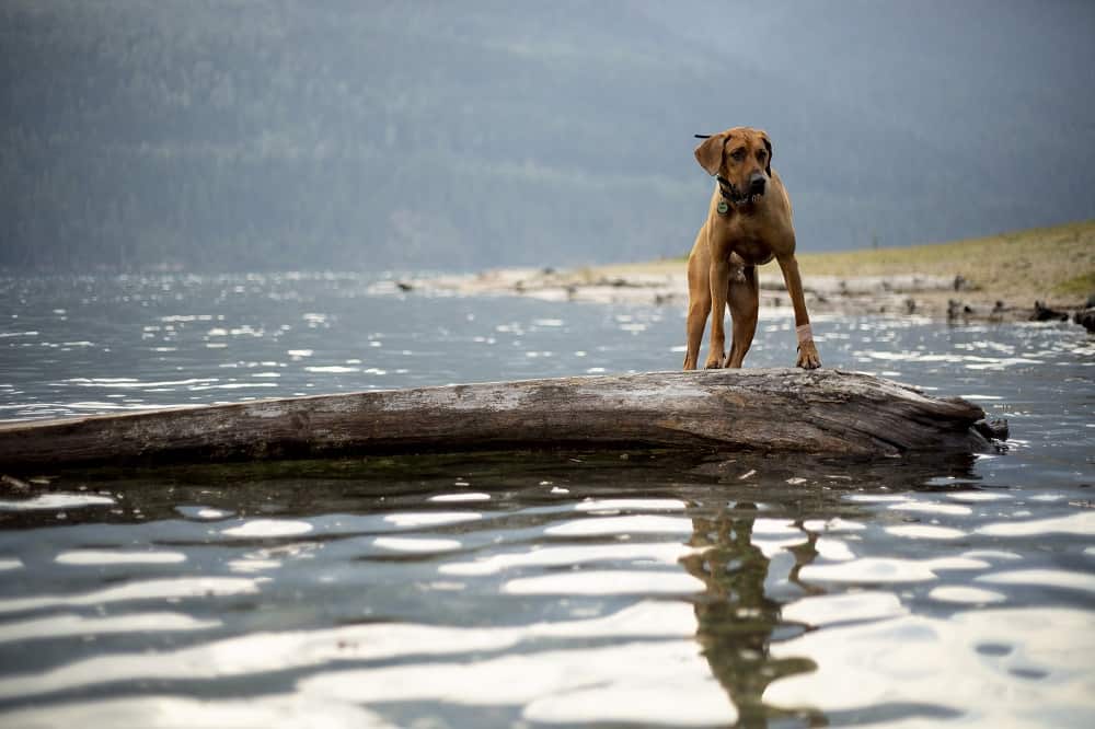 dog on log in lake