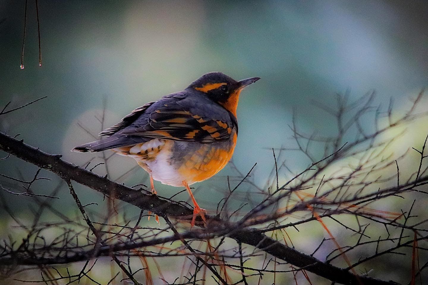 multi-coloured bird with orange and purple sitting on brand