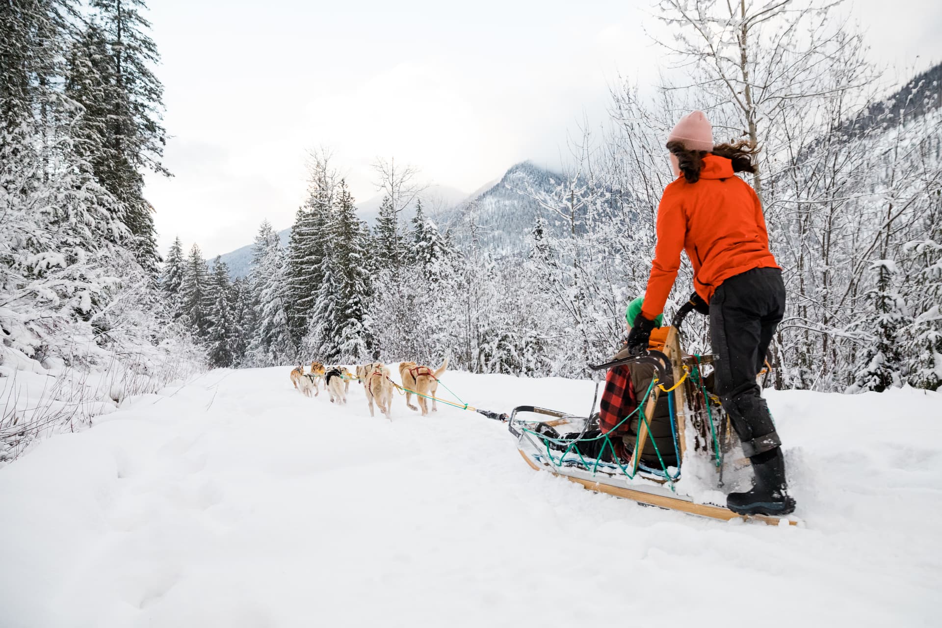 point of view behind dog sled on winter day