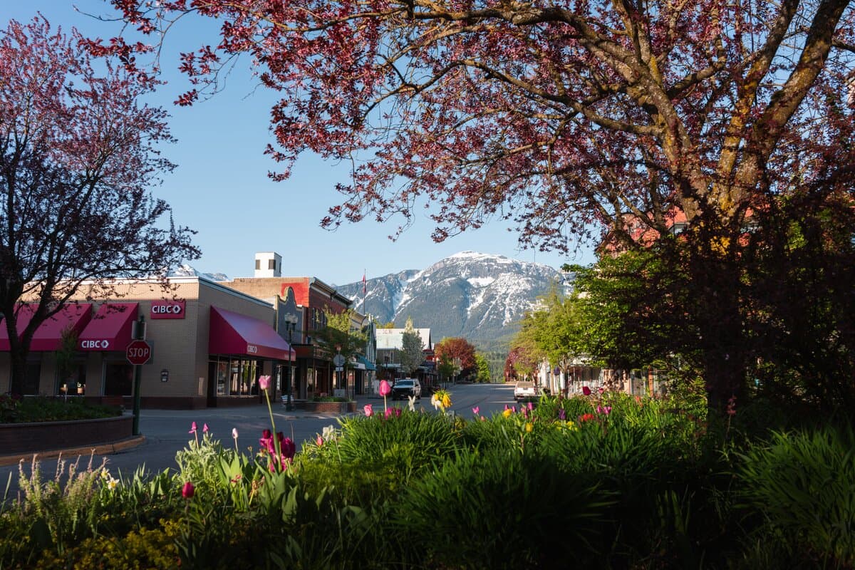 cherry blossom trees downtown