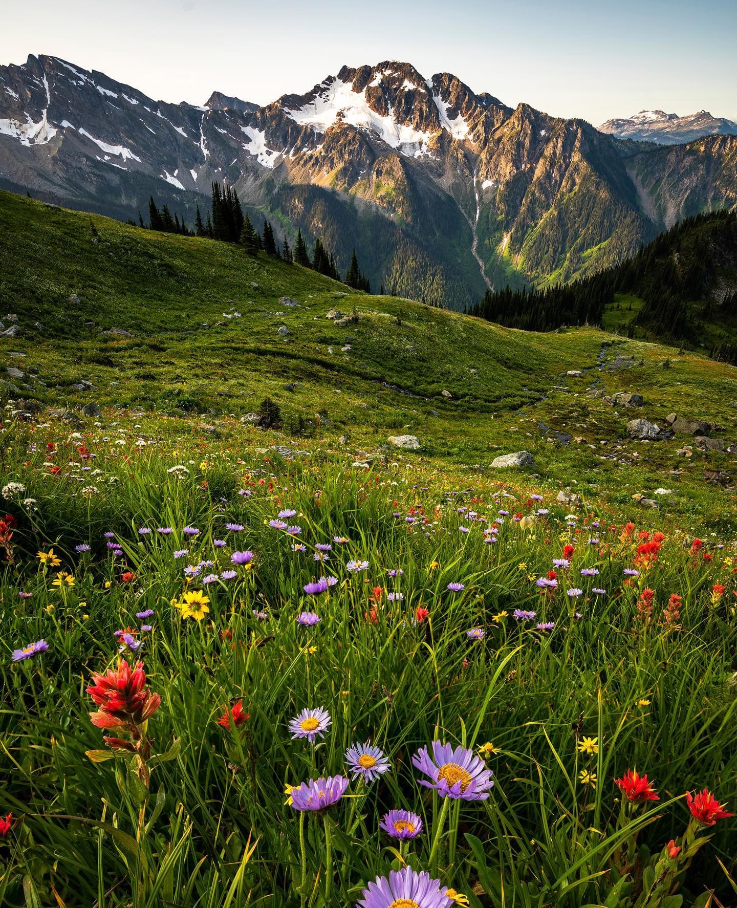 alpine meadow with daisy and paintbrush wildflowers