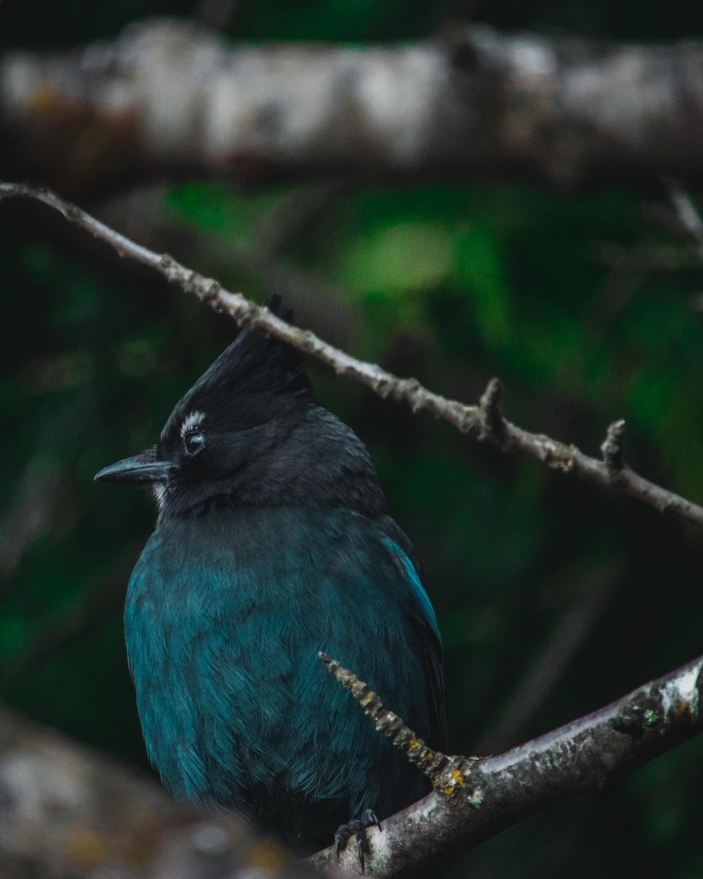 blue bird perched on tree branch in forest
