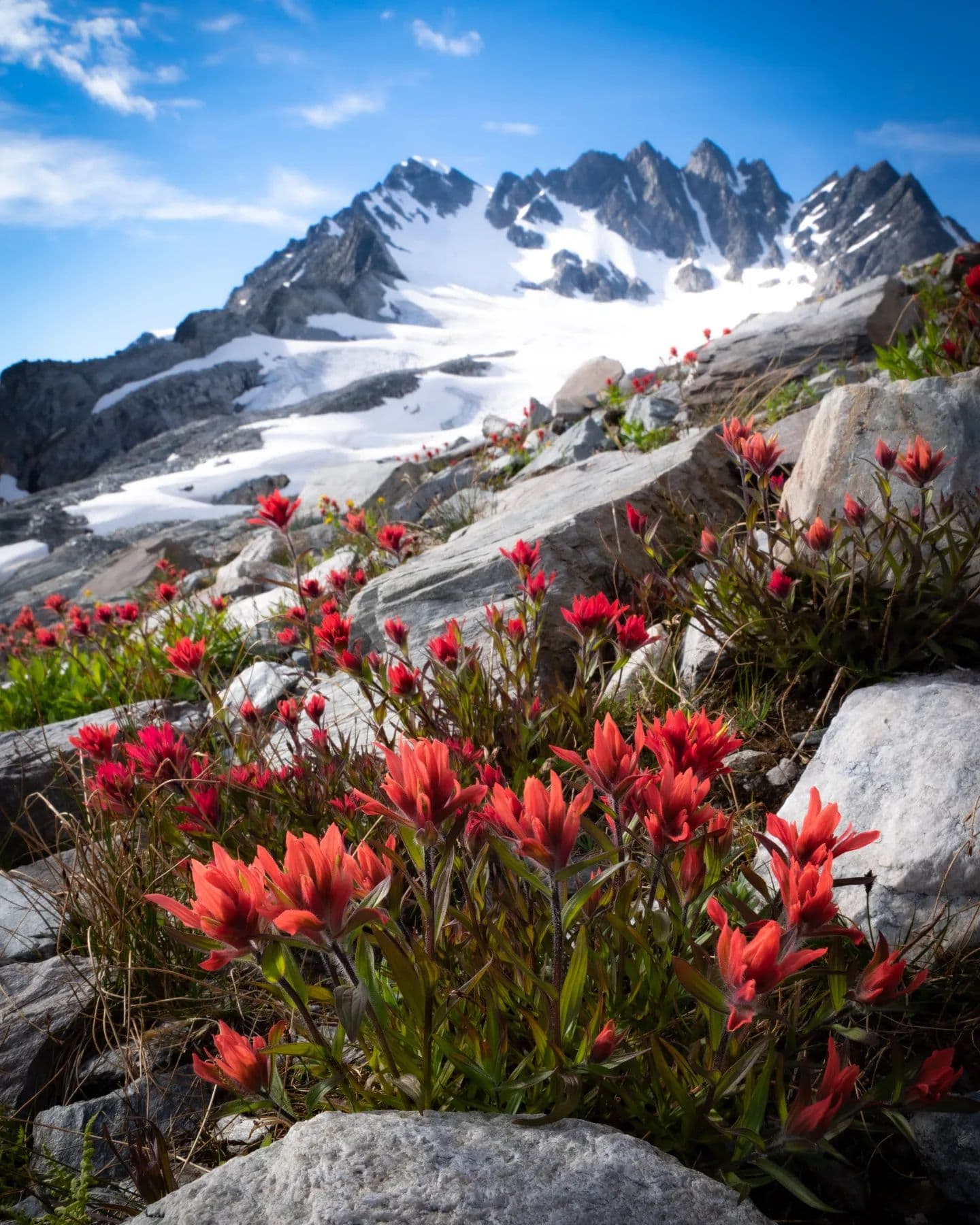 paintbrussh red wildflower with swiss peak in background