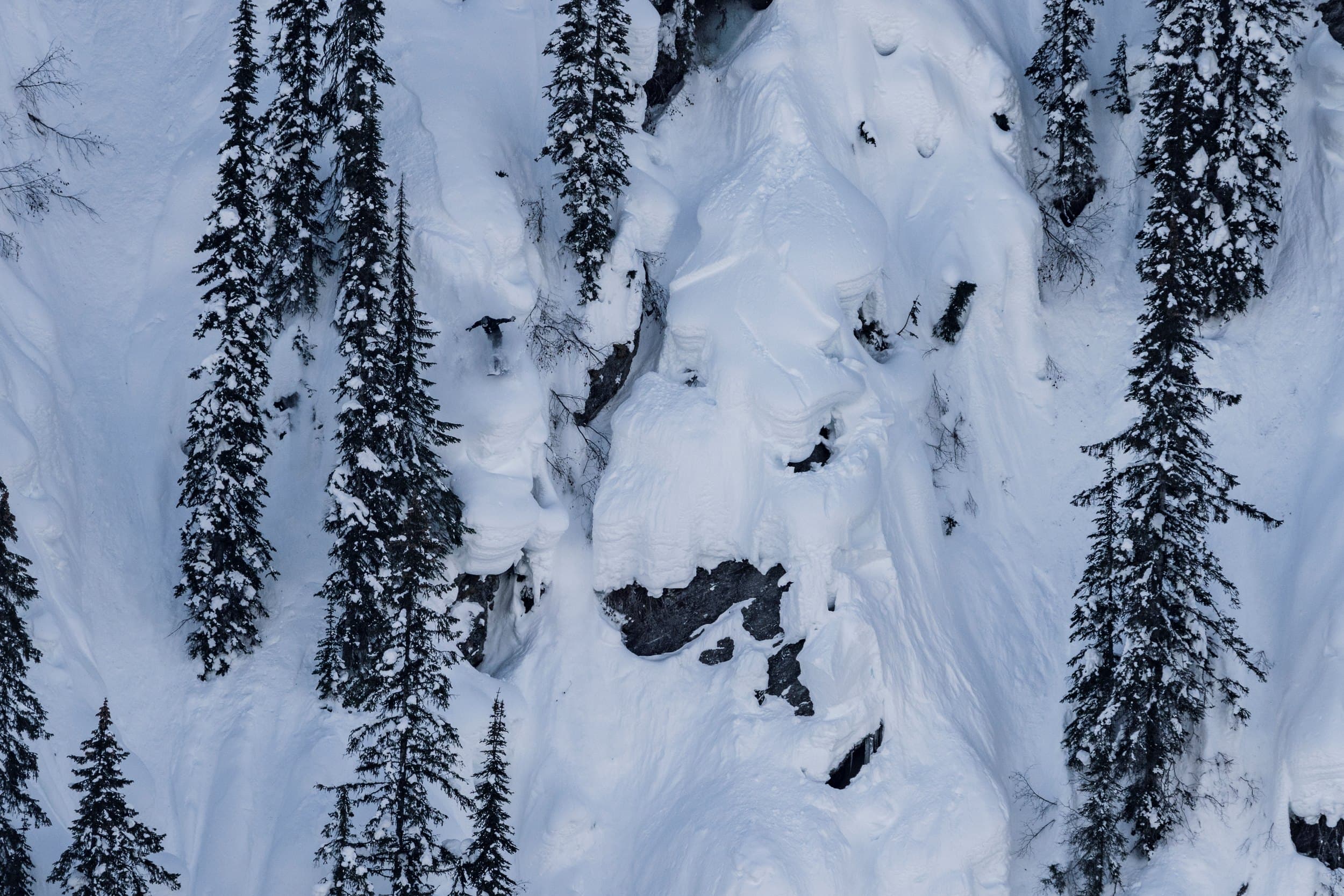 snowboarder shredding down tree'd backcountry line