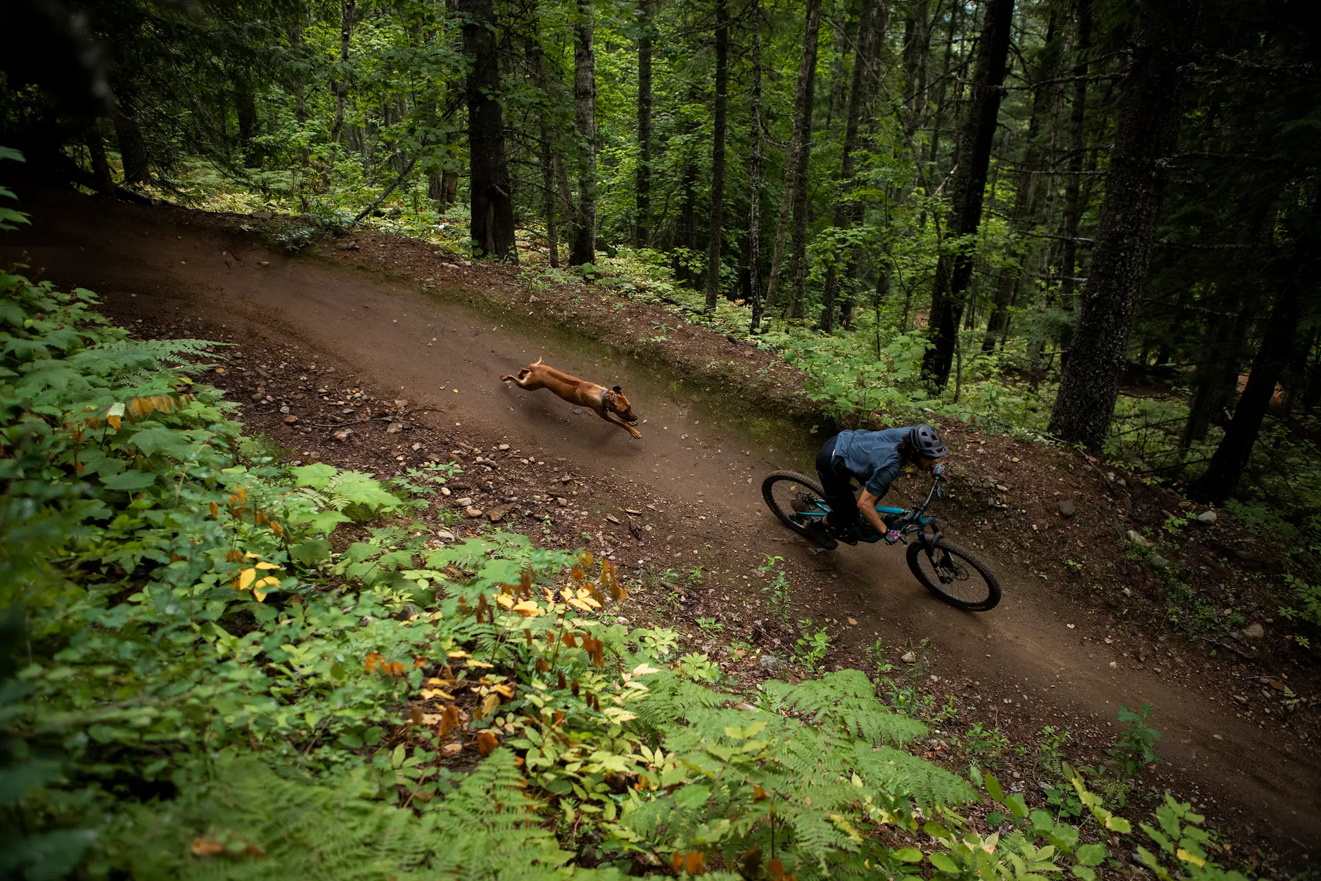a mountain biker and his dog wind down a dirt trail