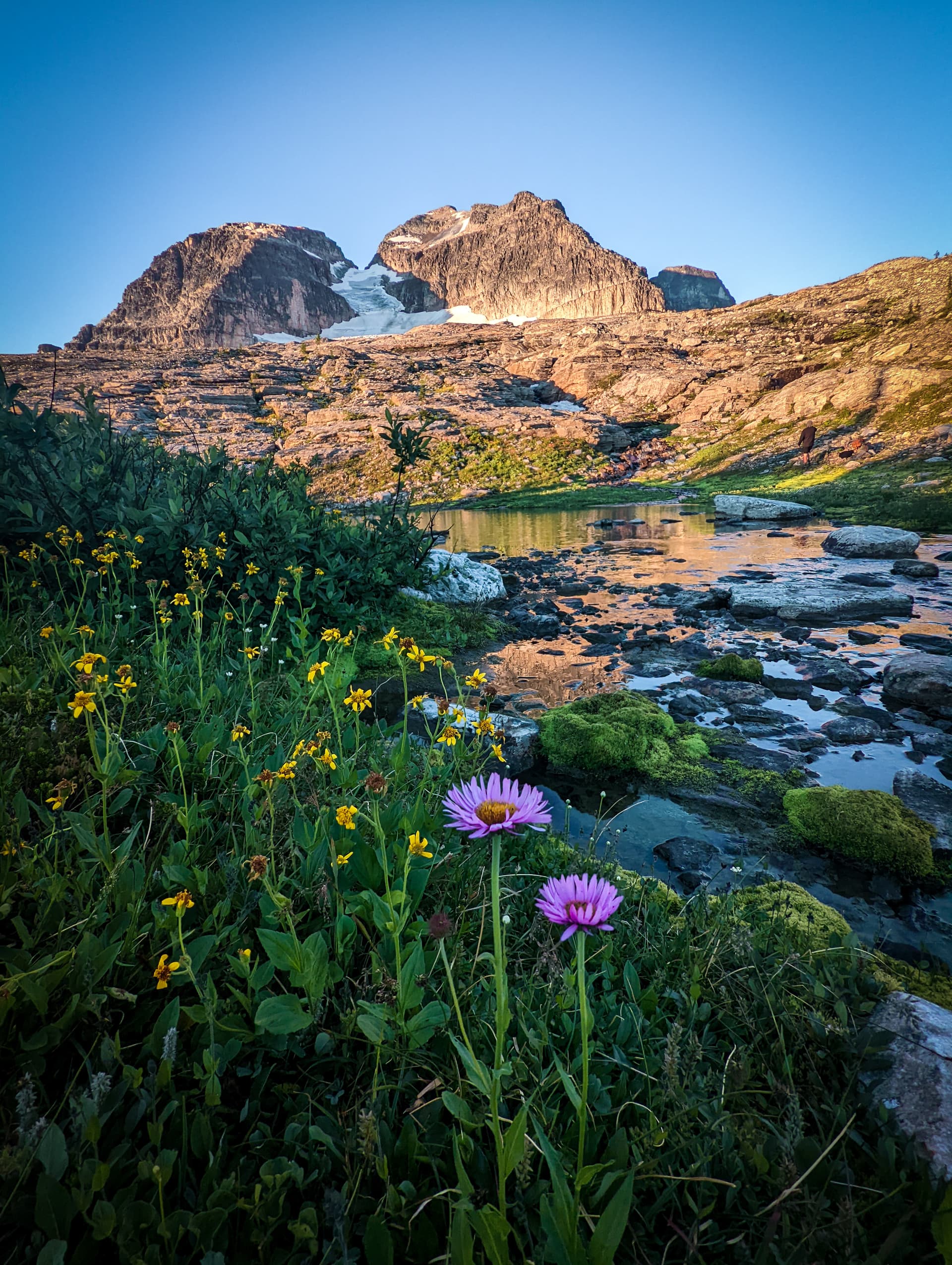 wildflowers on mount begbie at bottom of glacier