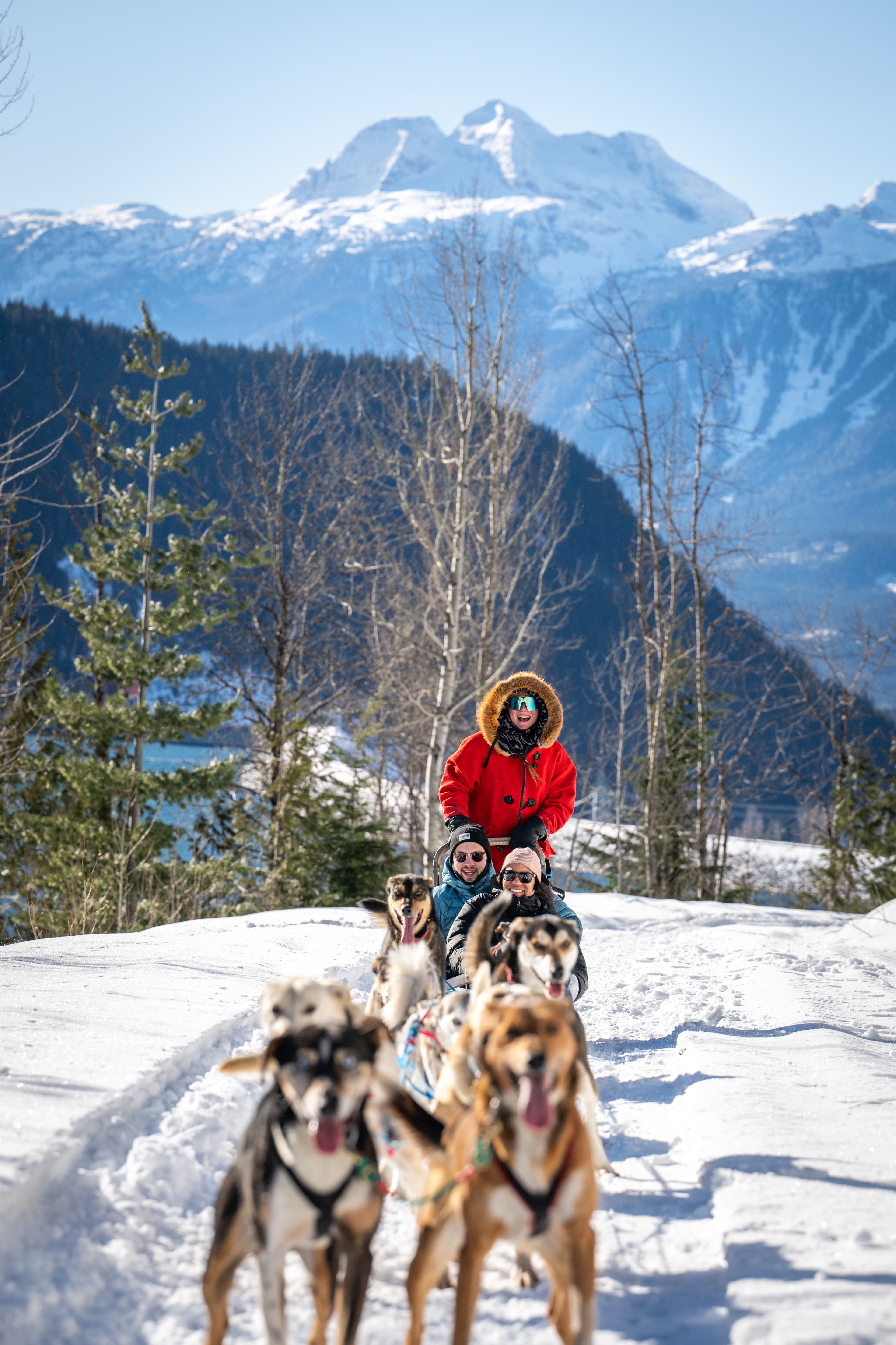 group dog sledding with three peak mountain in background