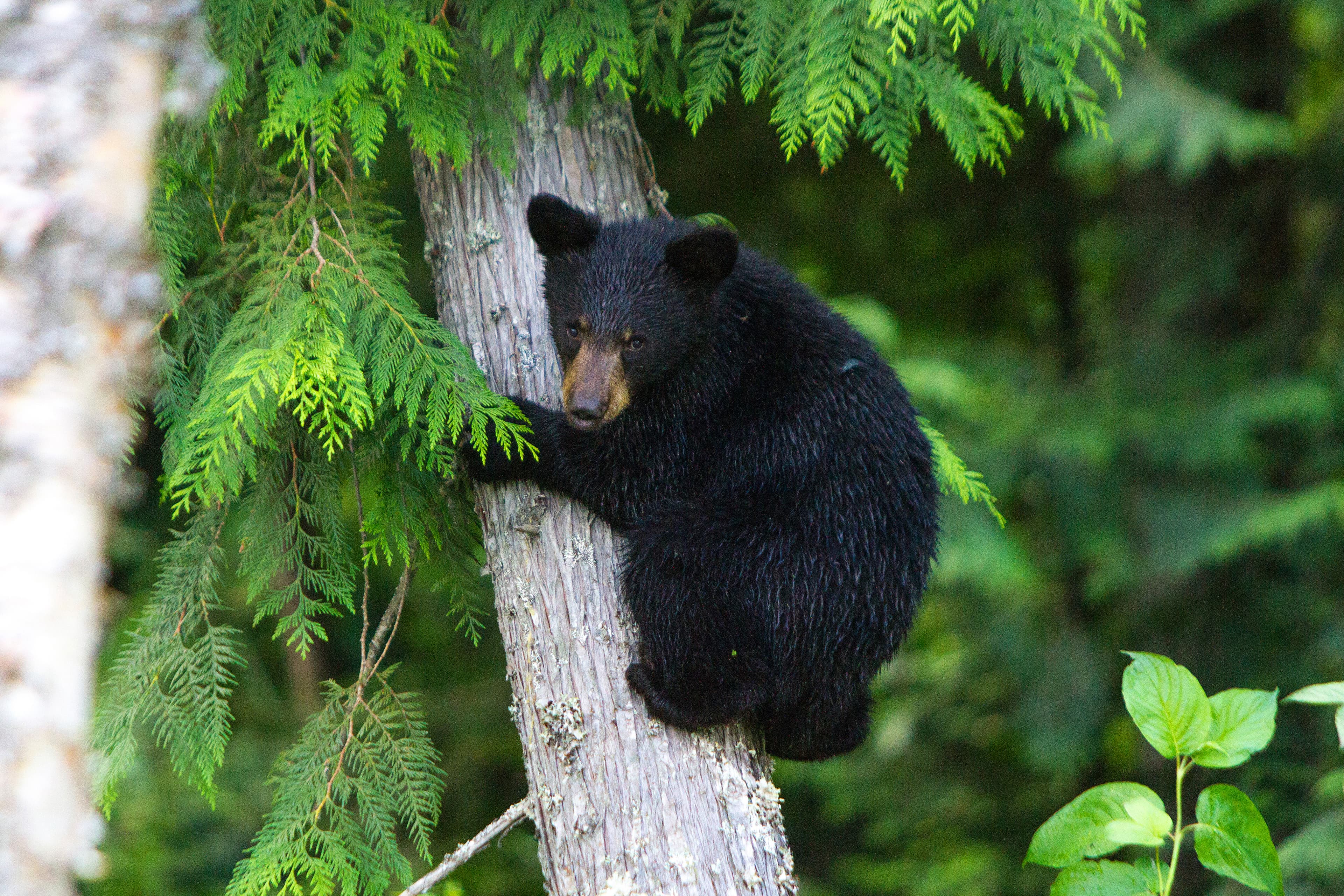 black cub bear climbing tree