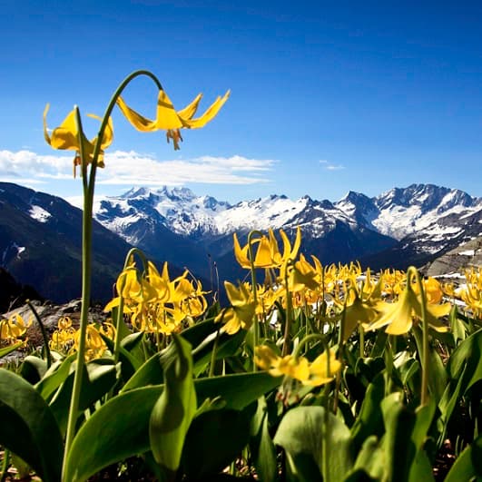 yellow flowers in alpine environment