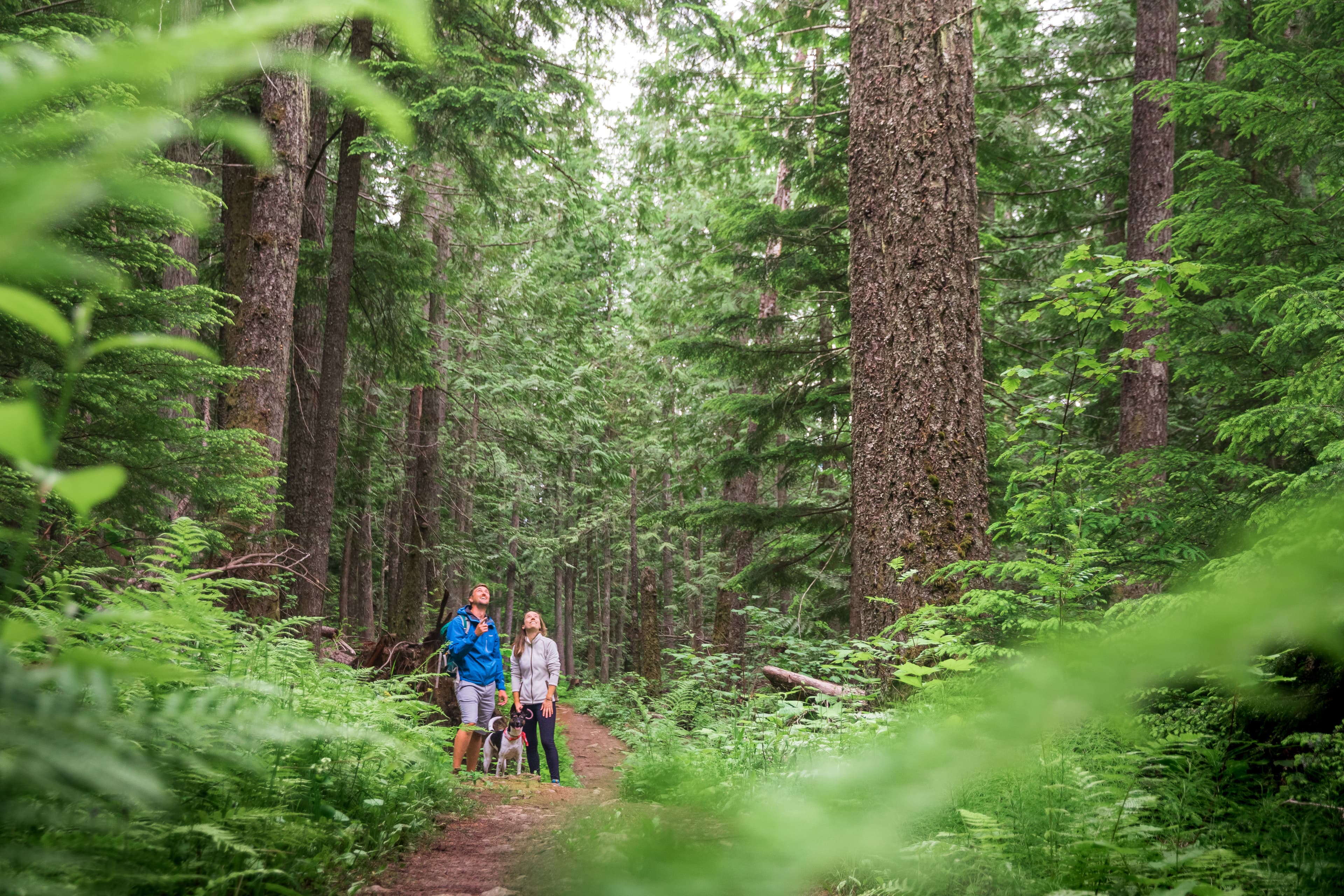couple and dog amongst hemlock trees