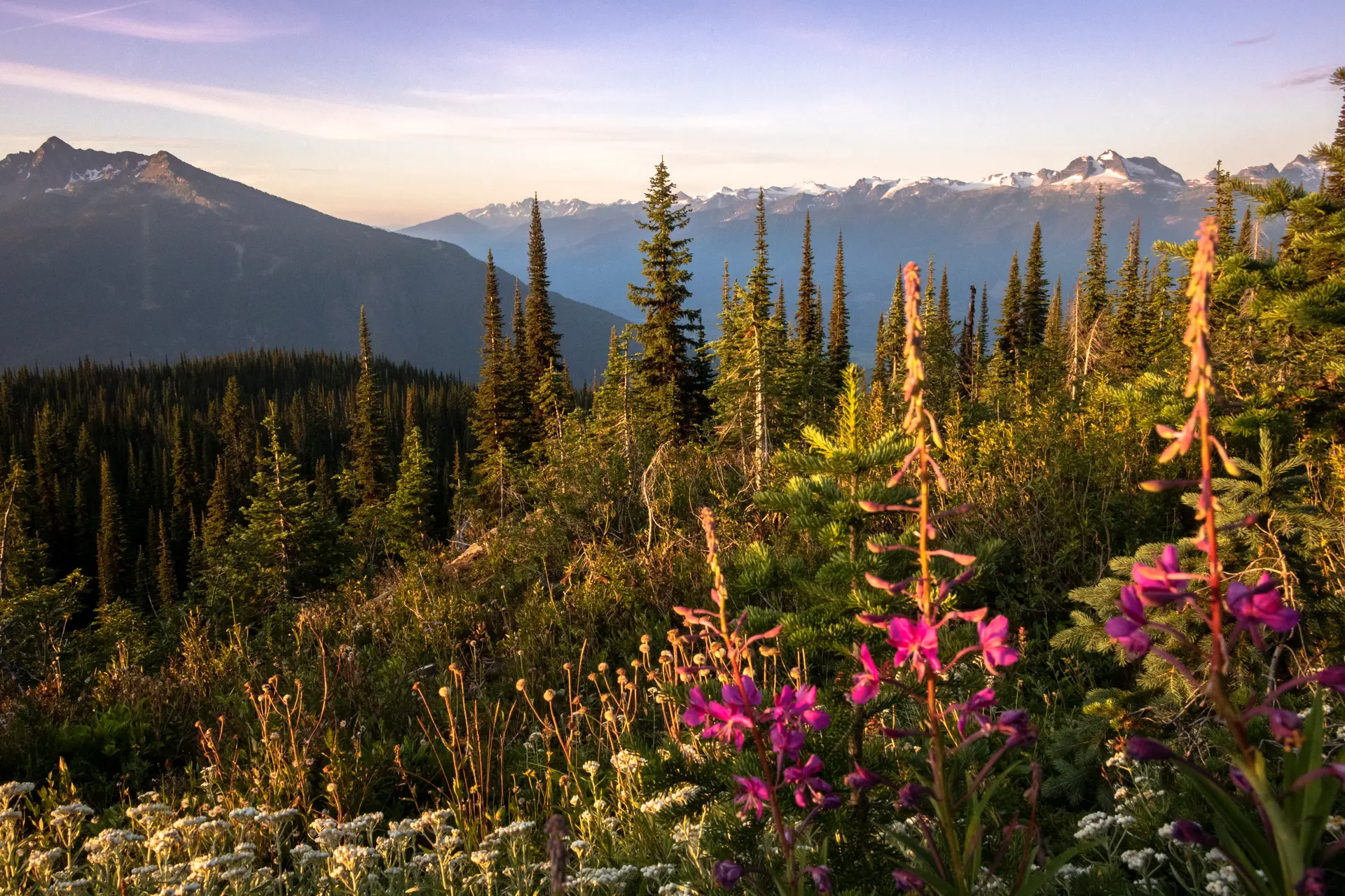 golden hour sunset with fireweed wildflowers sprouting