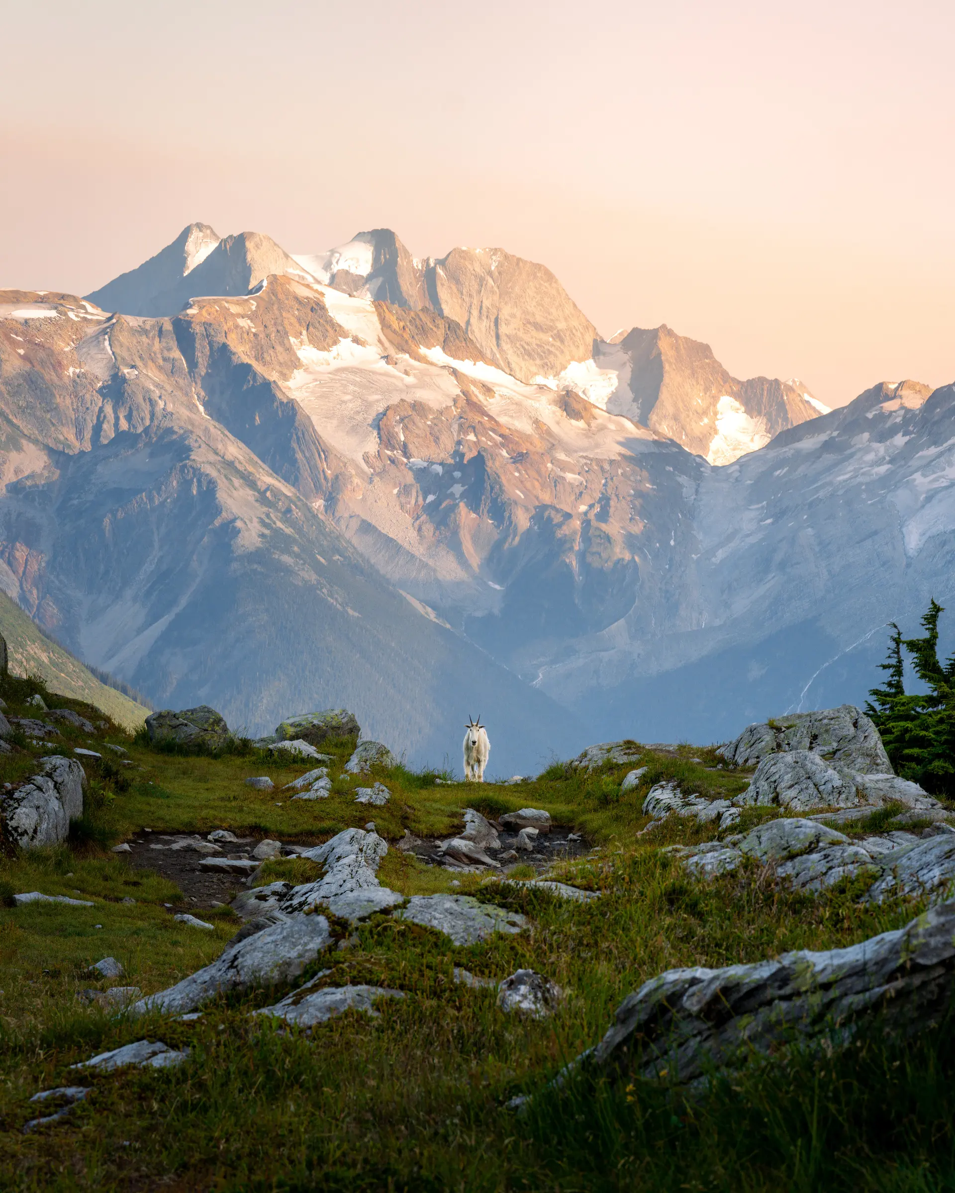 mountain goat amongst mountain peaks at sunset