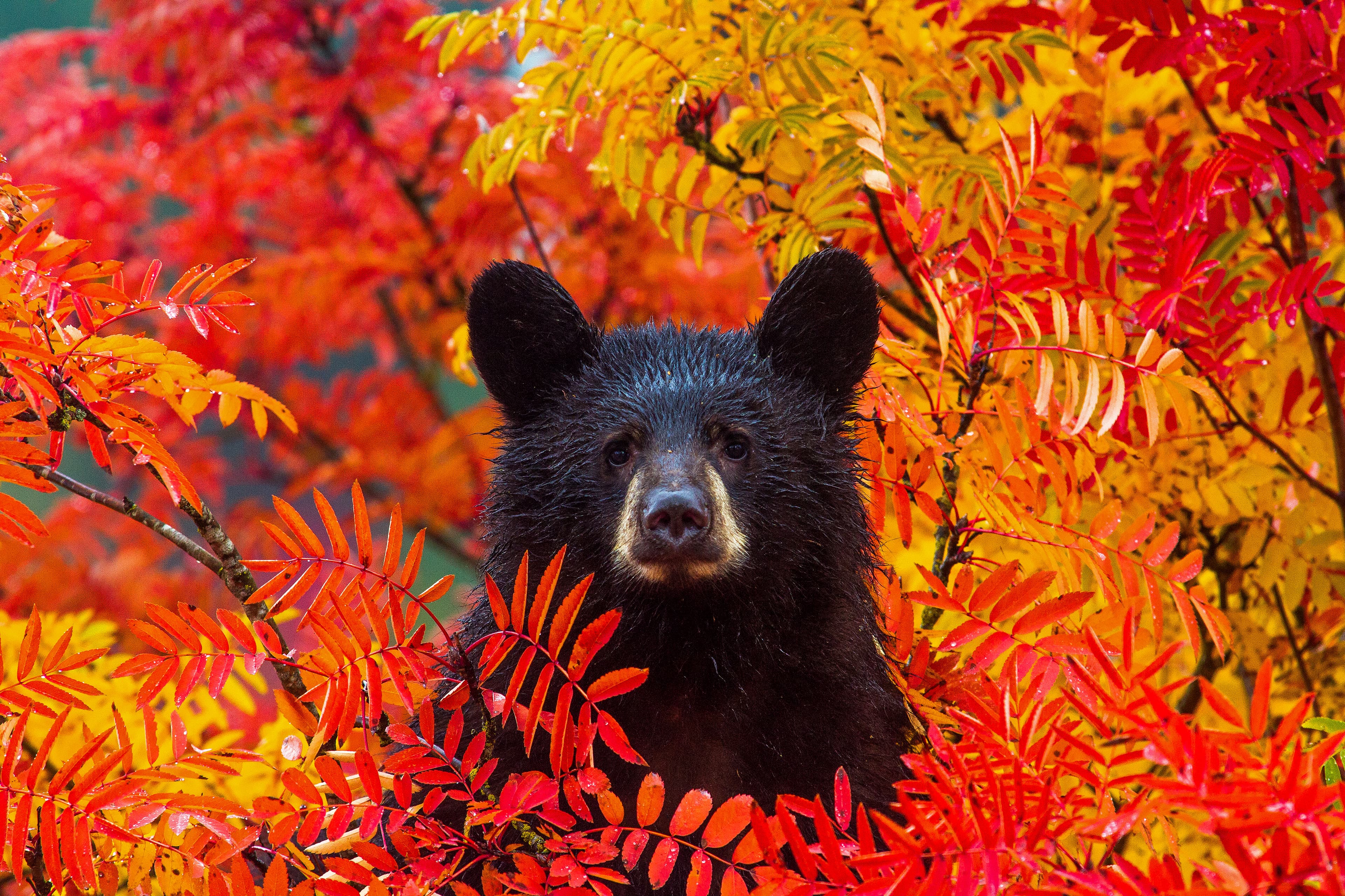 black bear in autumn foliage