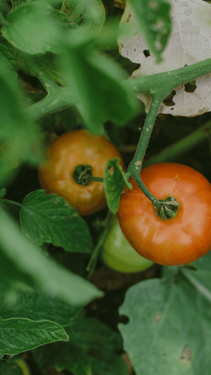 Tame the Tomato - 26-08-26