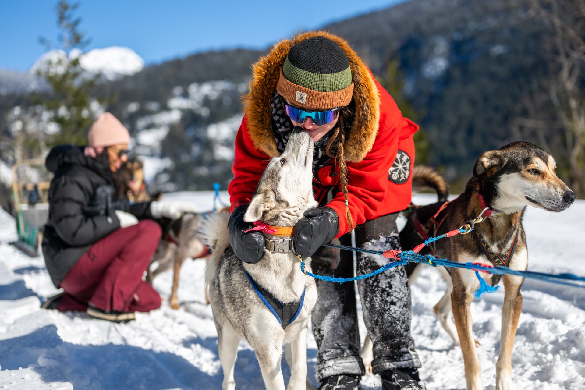 dogsled adventure owner playing with sled dog