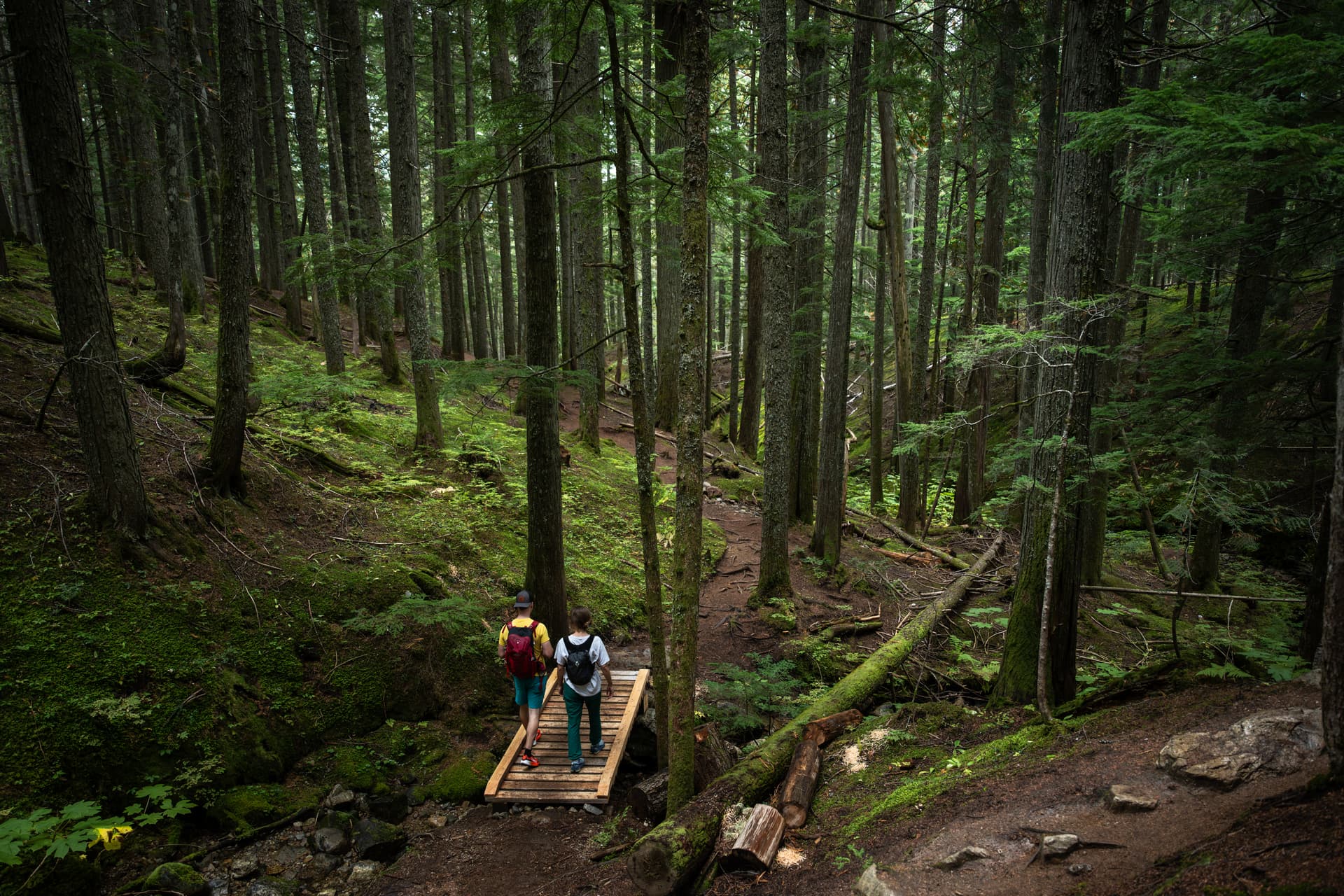 walking through rainforest on bridge