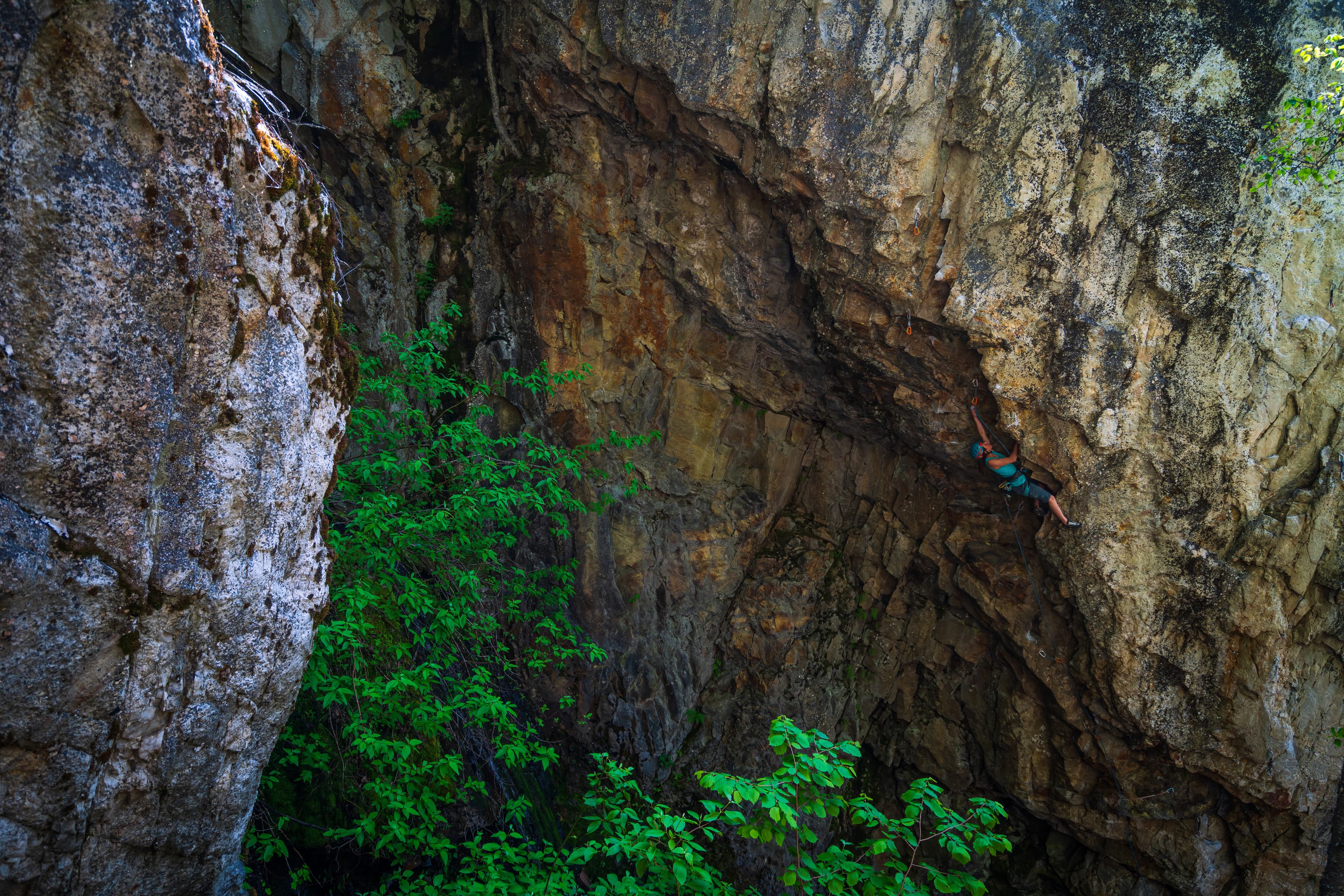 climbing in a car surrounded by lush forest