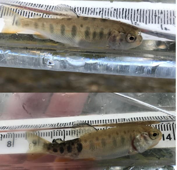 Whirling Disease in Southeast BC – Online Training