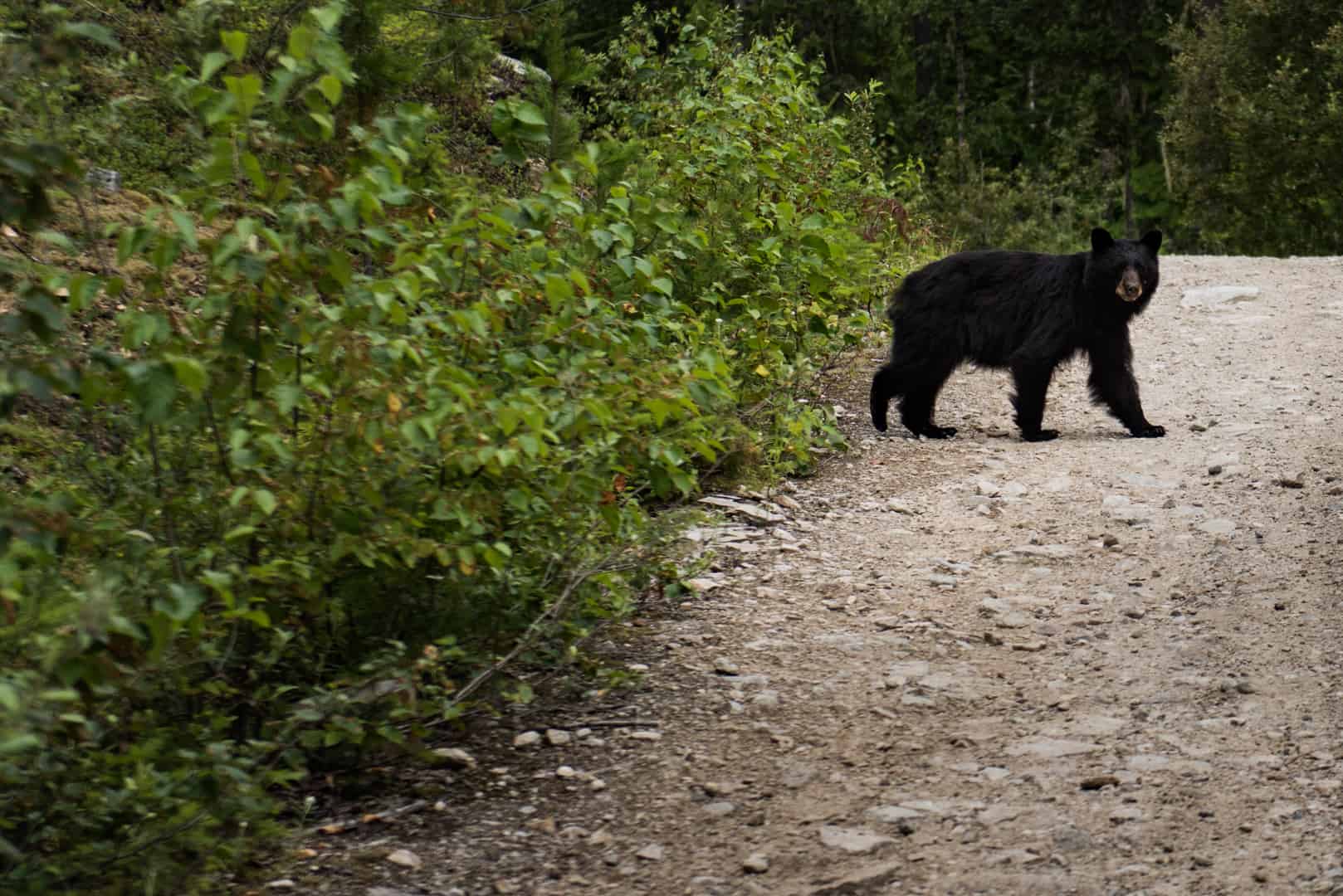 bear-wildlife