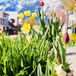 spring-downtown-flowers-eakopian