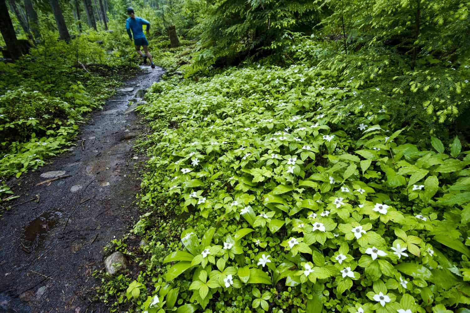 trail-running-macpherson-rainforest-hike-hiking