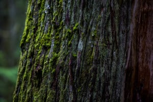 rainforest-cedars-mount-revelstoke-national-park-boardwalk-hike-hiking