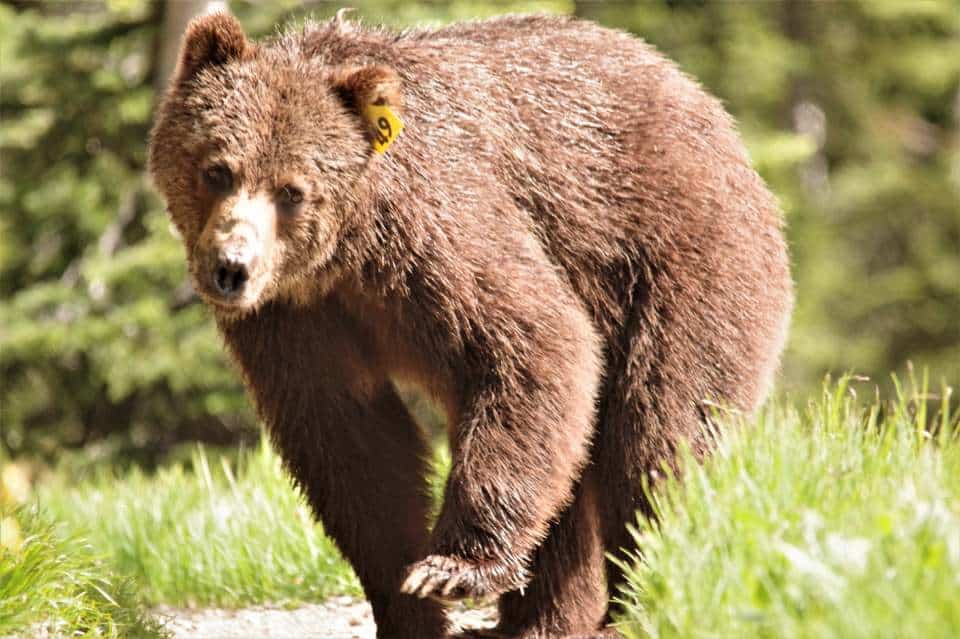 bear-wildlife