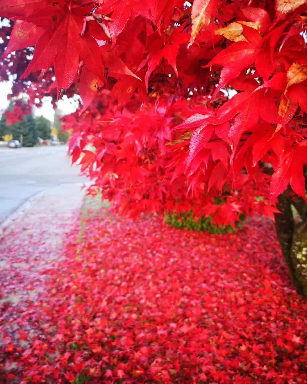 fall-trees-nature