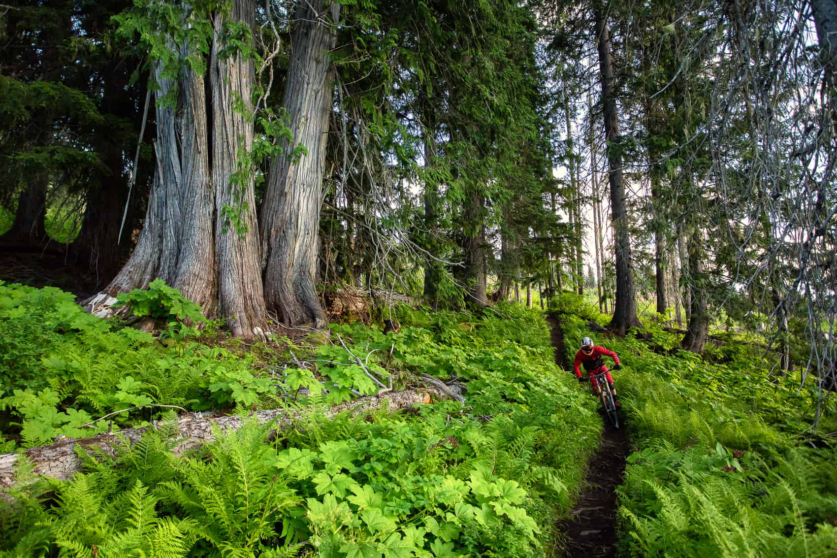 Mountain biking in lush BC forest