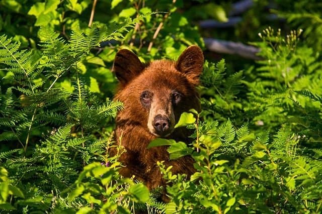 Bear in Revelstoke