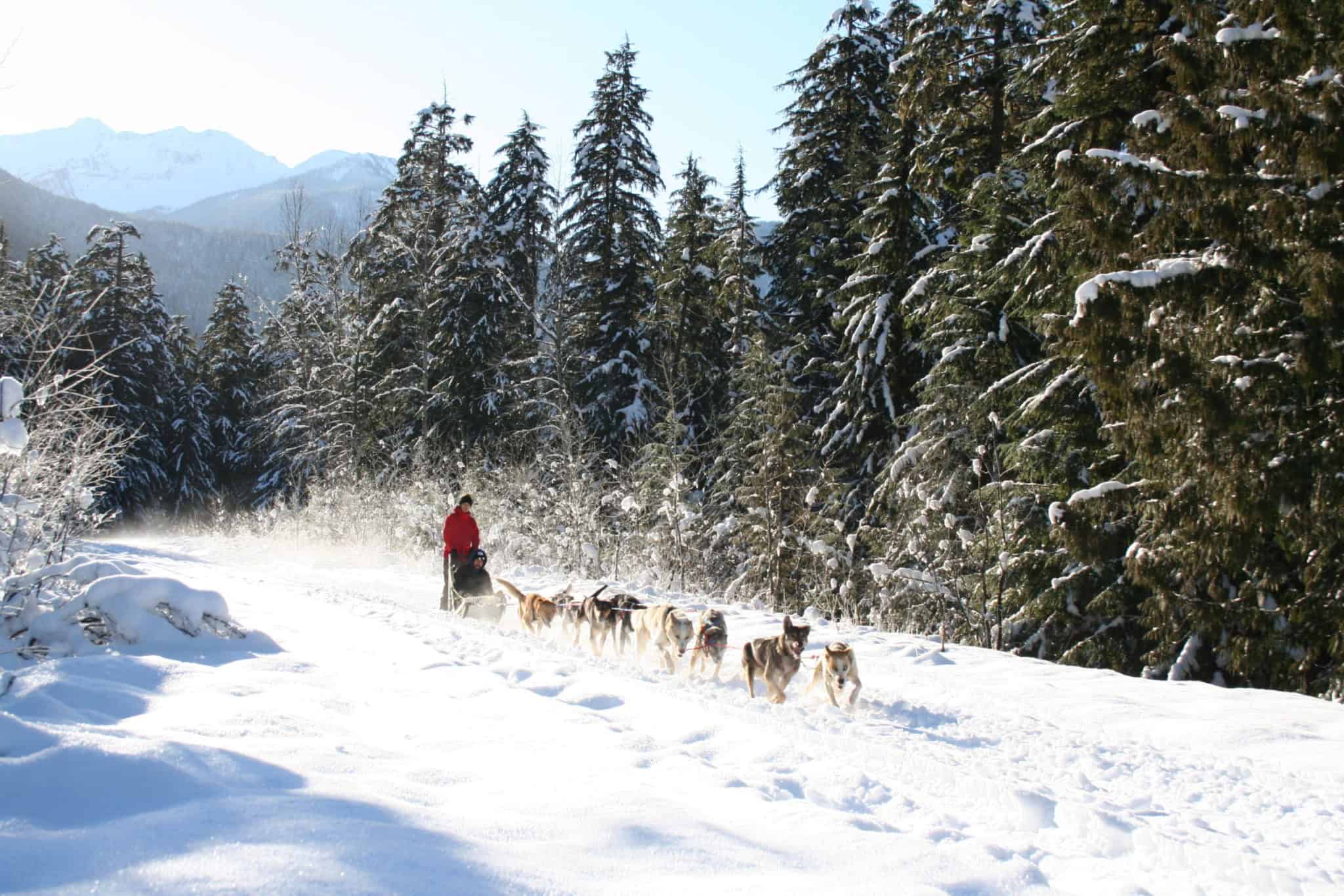 dog sledding in the sun in Revelstoke