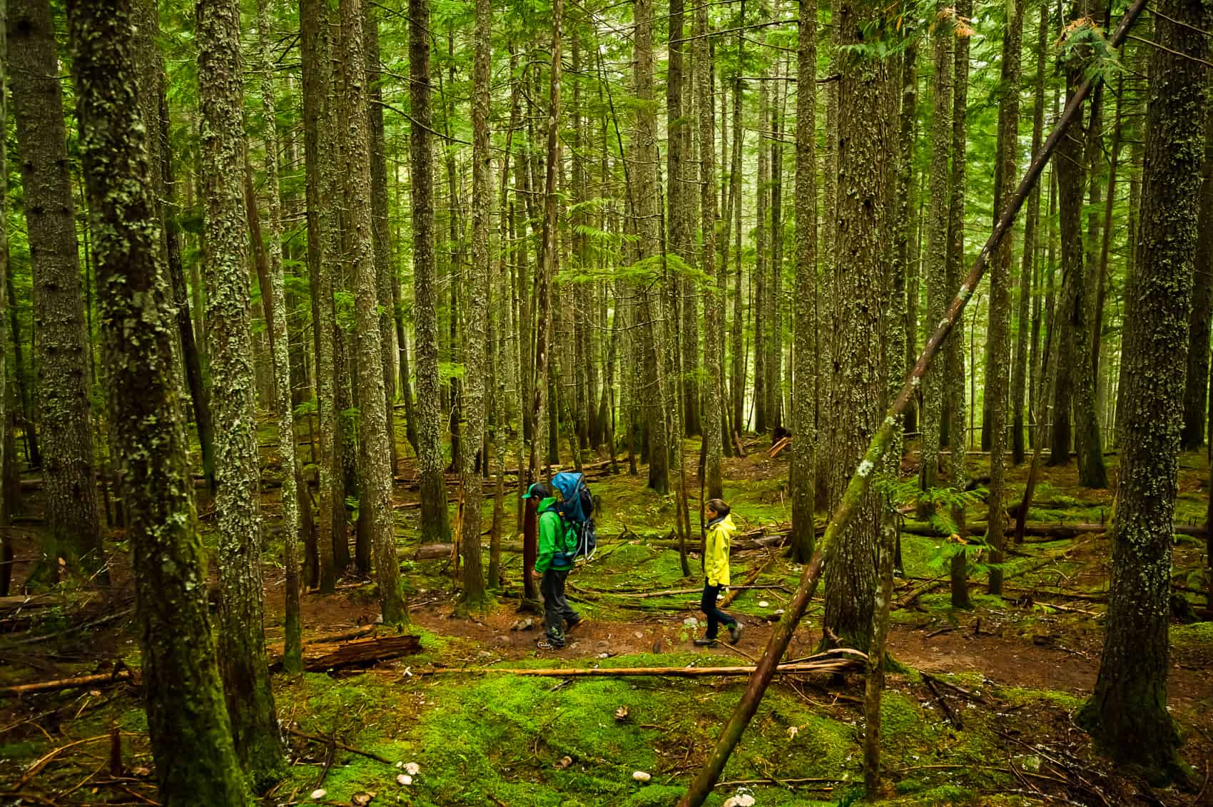 Family hiking in Revelstoke rainforest