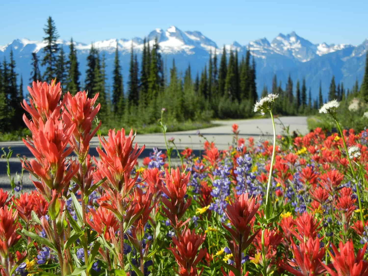 mount-revelstoke-national-park-wildflowers-meadows-in-the-sky