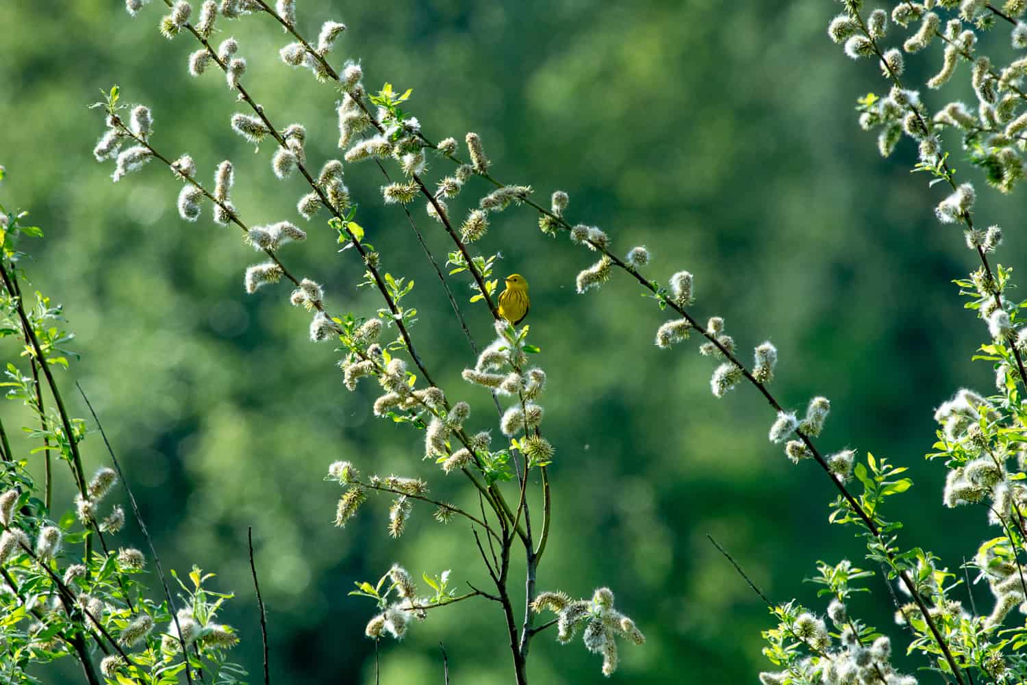 Small yellow bird in Revelstoke