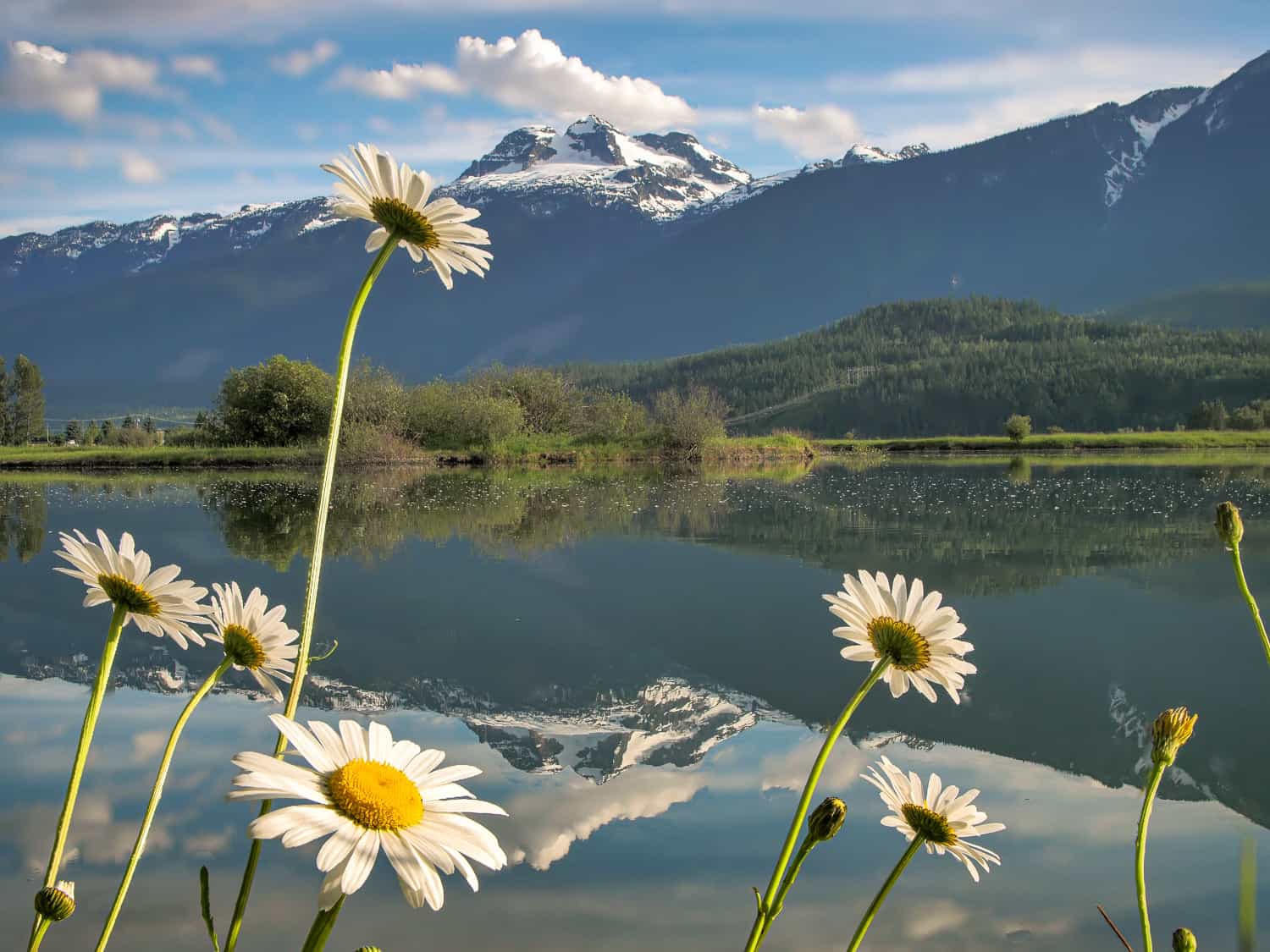 Flowers and Mount Begbie