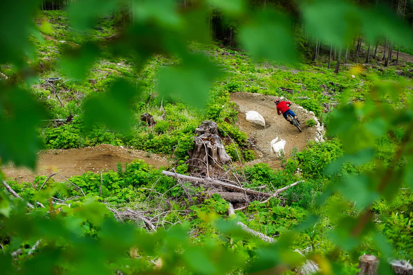 Lush green mountain biking Revelstoke