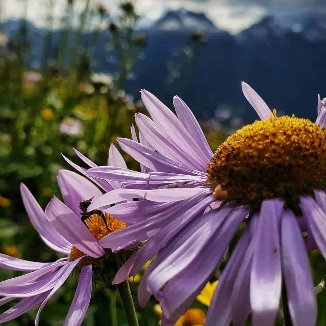 revelstoke-mountain-resort-hiking-flowers