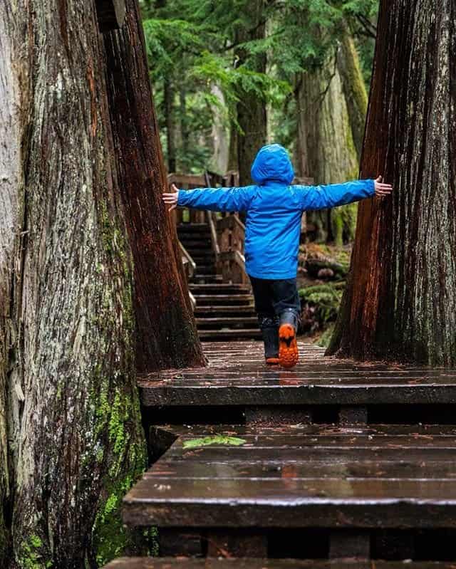 Child hiking Giant Cedars Boardwalk