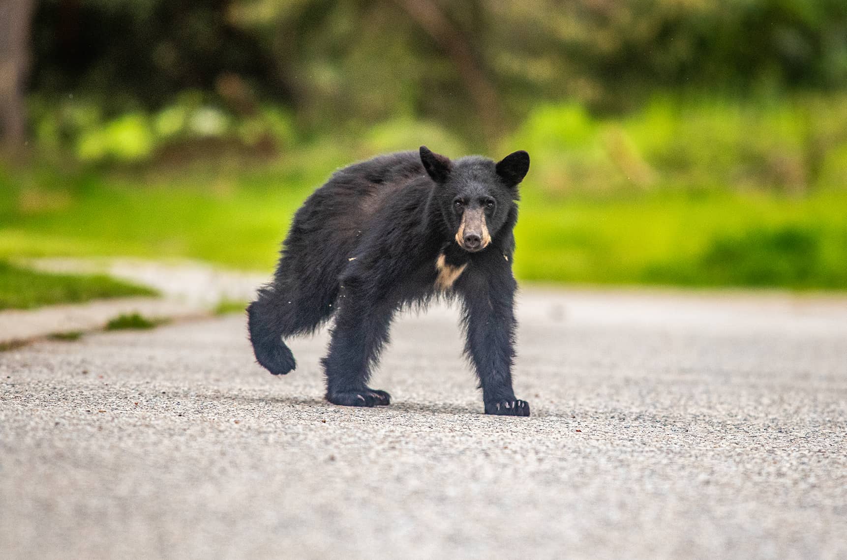 Bear cub Revelstoke