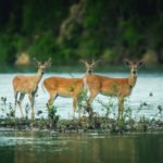 Deer Revelstoke wildlife