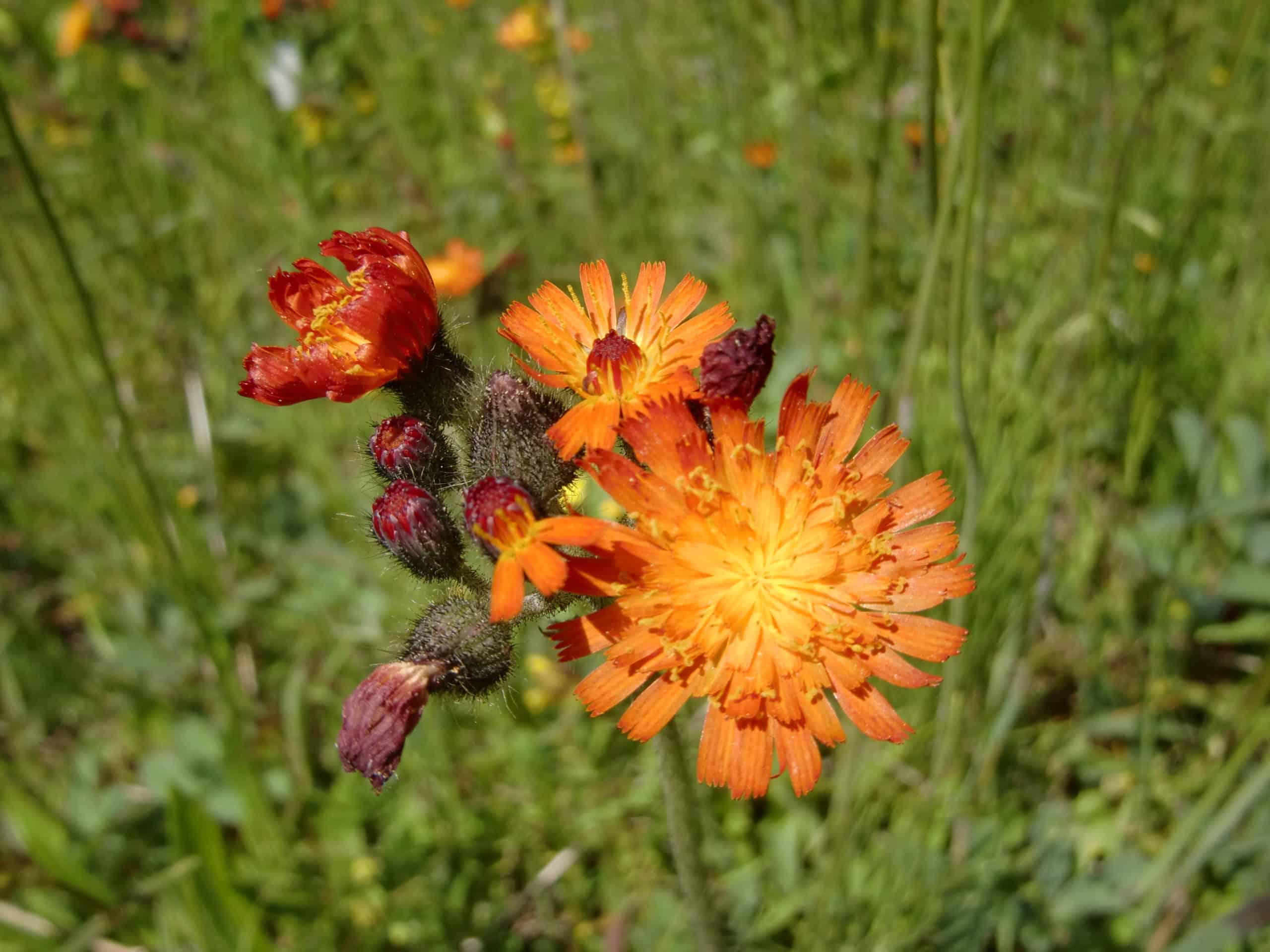 Orange hawkweed is a common invasive species in Revelstoke.