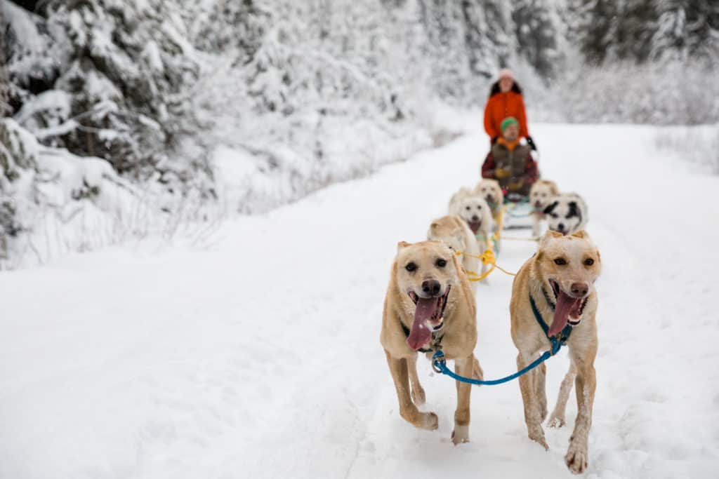 dog sled tours revelstoke