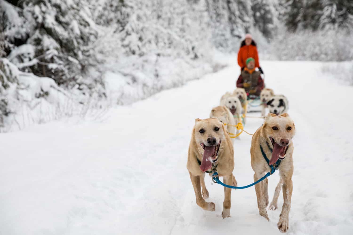 Revelstoke Dog Sled Adventures