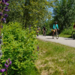 Biking on the Illecillewaet Greenbelt. Photo: Robyn Goldsmith