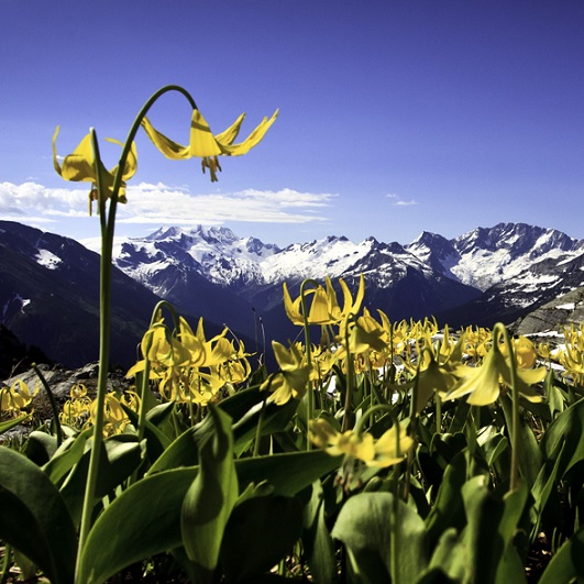 Revelstoke-Glacier-National-park-Hermit-Glacier-Lilies-Wildflowers-Parks-Canada