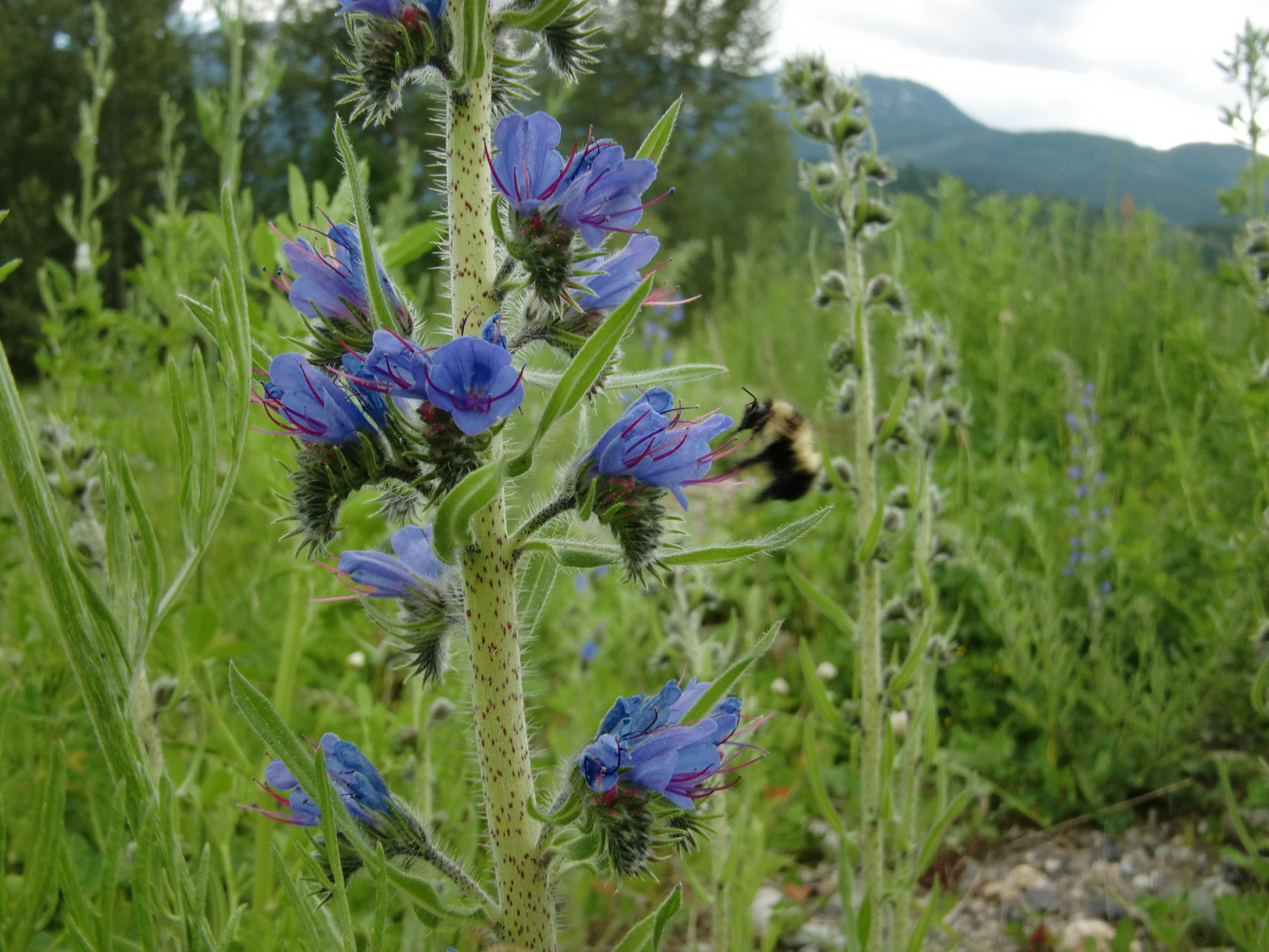 blue weed