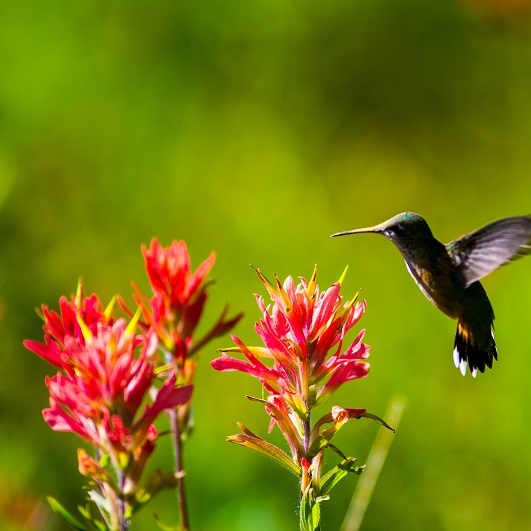 Humming for Nectar
Mount Revelstoke National Park
Revelstoke, BC
A hummingbird hovers high in the alpine on Mount Revelstoke, about to get nectar from an indian paintbrush.
Photo by Matthew Timmins (@timminsphotos)