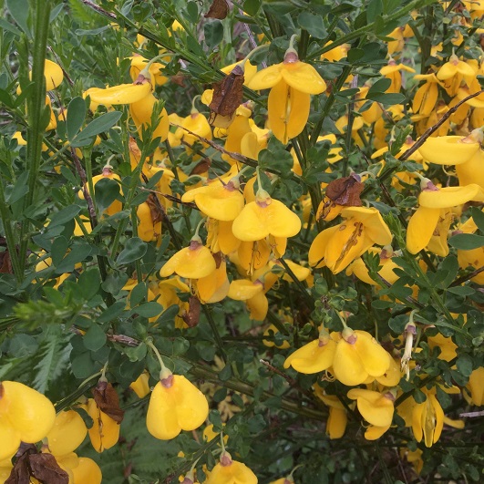 scotch-broom-scaled