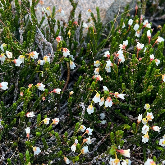 white alpine flower