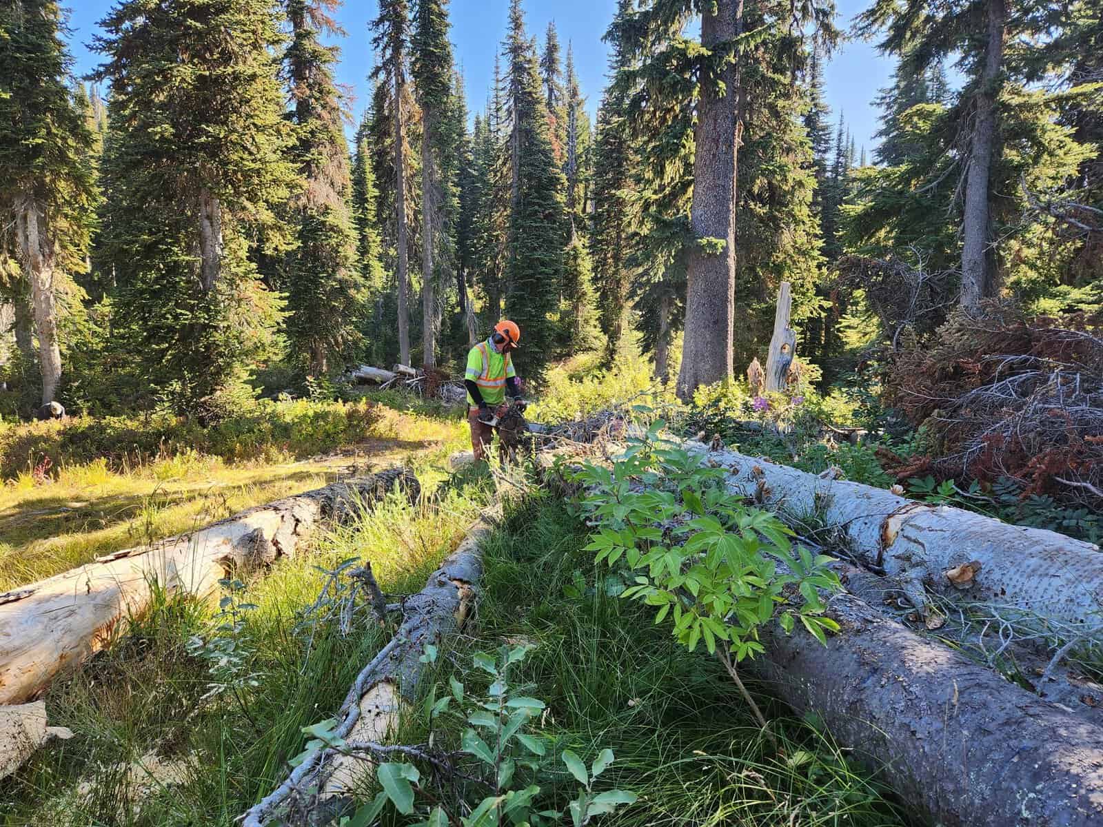 man with chainsaw cutting logs in the woods